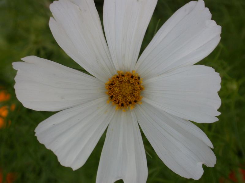 DSCN6229