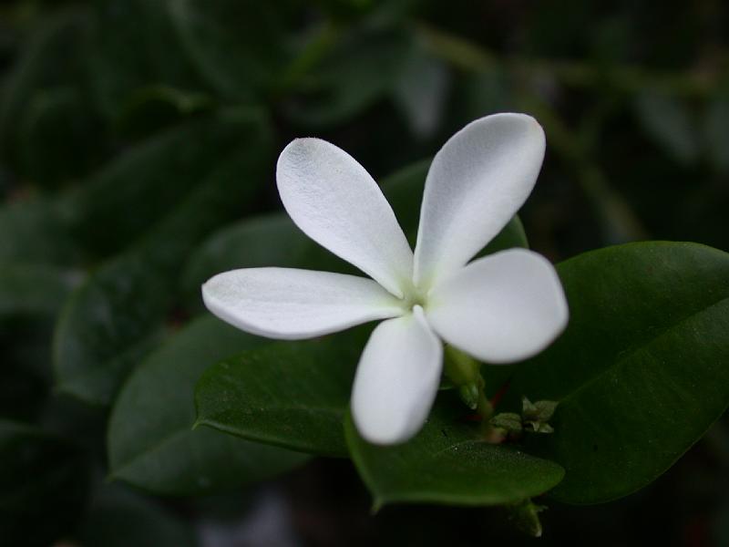 DSCN0178